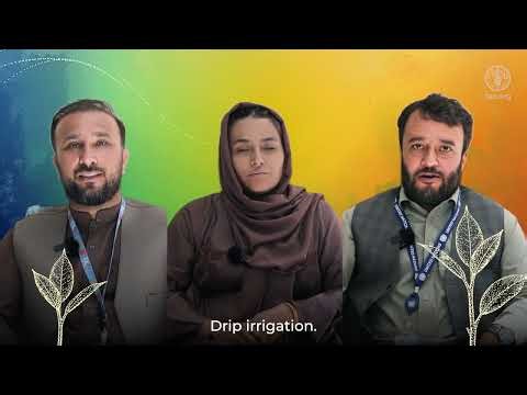 World Food Day 2026: Talking innovation with FAO colleagues in Afghanistan