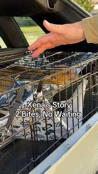 Cute, but dangerous 🍯🐻 #kinkajou #animals