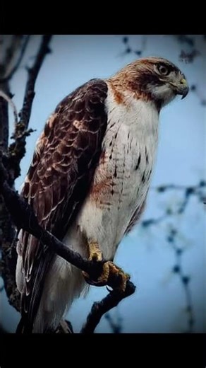 🦅 Red-tailed Hawk#RedTailedHawk #Hawk #BirdOfPrey