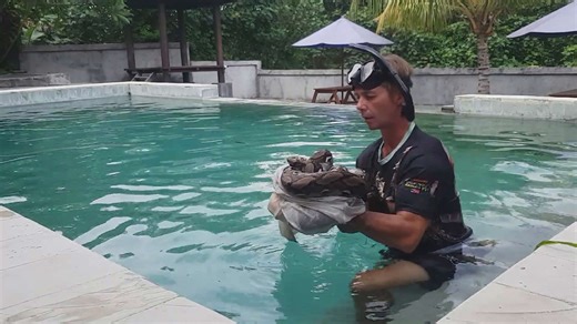 Witnessing enormous python swimming in backyard pool
