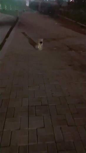 Fire hydrant mistaken for puppy in Shandong, China