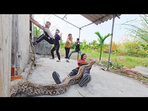 Horror in the Wild Python Attacks Girl While Cutting Grass Dramatic Rescue