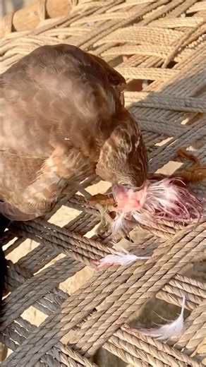 My pet while eating | Bird eating | animals food #shorts #birds #pets #aggresive #trending #reels