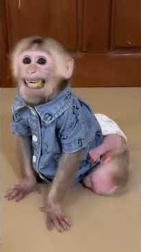 baby monkey bon bon. #motivation #monkey #viral #animallife #babymonkey #cute #funny #animals