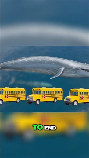 Blue Whale Size The Biggest Creature Ever Lived!