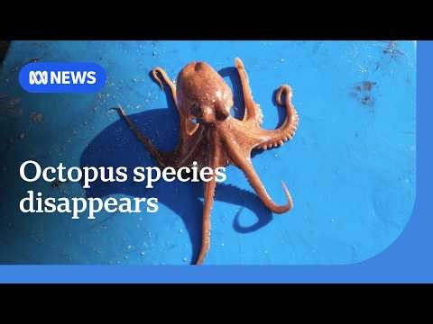 Pale octopus species disappears from SA's Spencer Gulf | ABC NEWS
