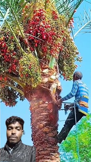 💪#fruit #grapecity #duet #flower #farming #satisfying