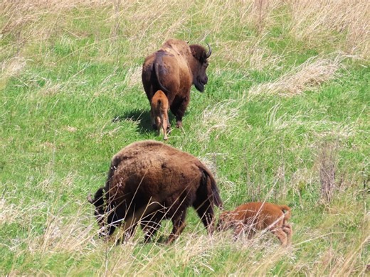 Neal Smith Wildlife Refuge sees first bison calves of 2026 birthing season