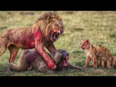 Kenya: Epic Baboon vs Lion Showdown That Will Shock You | Wild Animals