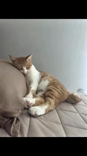 [위키요미] 외계인한테 납치(?)되는 고냥이...🐱🪐 자는 애 어디로 데려가 ㅠㅠㅋㅋㅋㅋㅋ 출처 : instagram @ggojileee | Wikitree - 위키트리