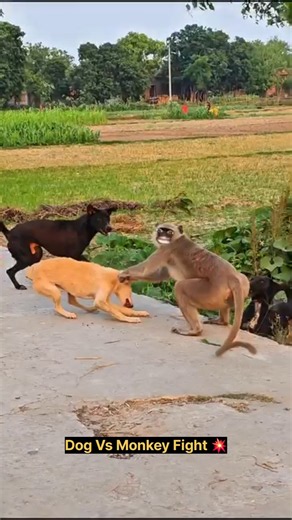 कुत्ते और बंदर की लड़ाई 😂 l Dog Vs Monkey Fight l Comedy Shorts
