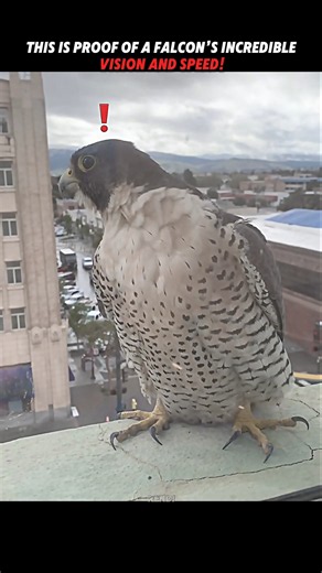 This Falcon Spotted Its Tiny Target From Far Away! #trending #animals #wildlife #youtubeshorts