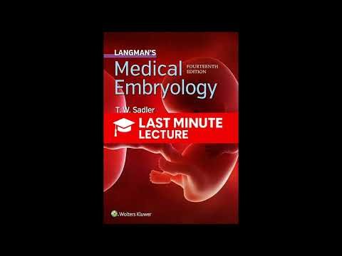 Central Nervous System | Chapter 18 – Langman’s Medical Embryology (14th)