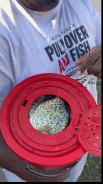 I caught 22 Crappie! #fishing