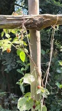 ￼ Carpenter Bee New Home