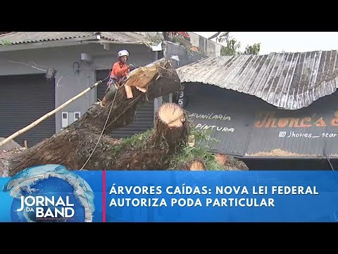 Árvores caídas: Nova lei federal autoriza poda particular | Jornal da Band