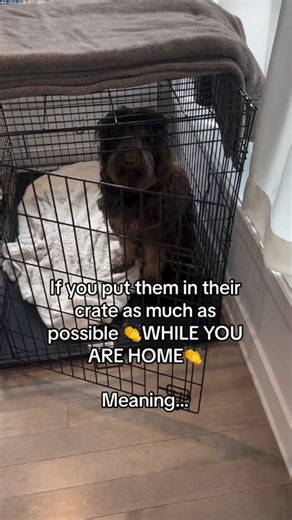 Crate training tips that help dogs feel more comfortable
