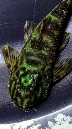 Paralithoxus planquettei - L044 ?