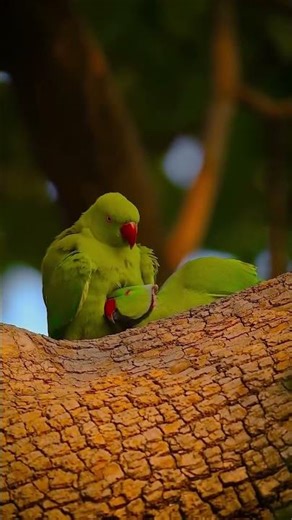 What to know about ring necked parrots #shorts