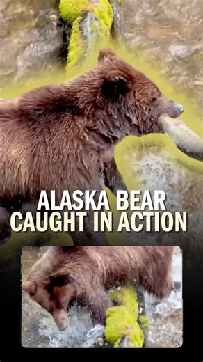 When Alaska’s Brown Bears Find the Salmon