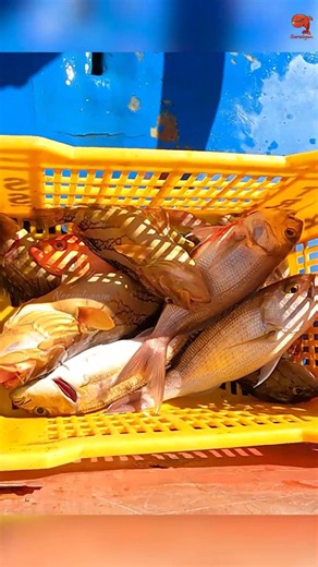 Back to Back Grouper Fish Caught in the Deep Sea #fishing #fishingvideo #fishingtime