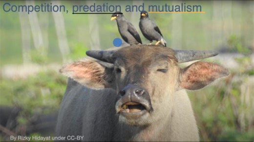 Competition, predation, and mutualism