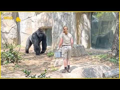 45 Times People Entered The Wrong Animal Enclosure | Animal Attacks #35