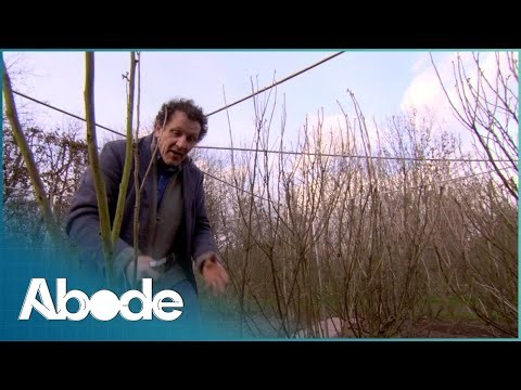 Spring Garden Tips - Planting Bulbs, Dividing Perennials, and Pruning Advice