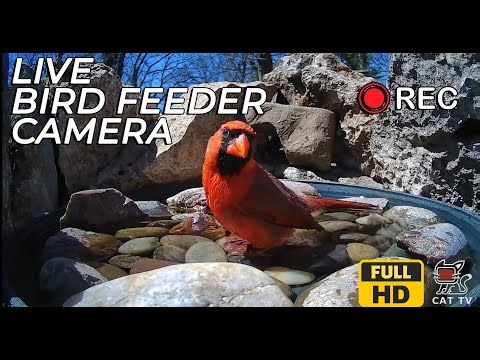 Live Bird Feeder Camera in Oklahoma | Bird Feeder Live Stream #CATTV #Birds