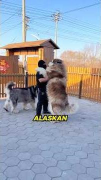 The TRUTH About Owning An Alaskan Malamute! 🛑 #dog #alaskanmalamute