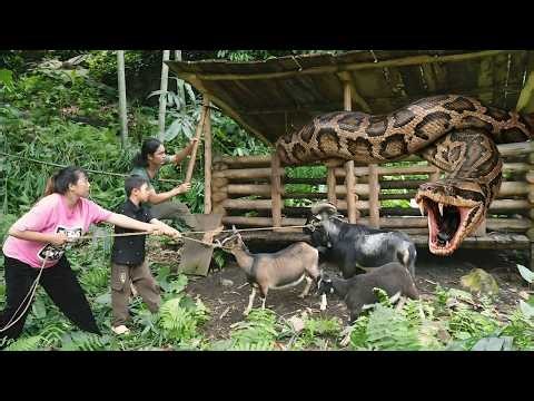 150 days building the farm, a giant python invades the goat herd,piglets are born,Minh Farm Survival