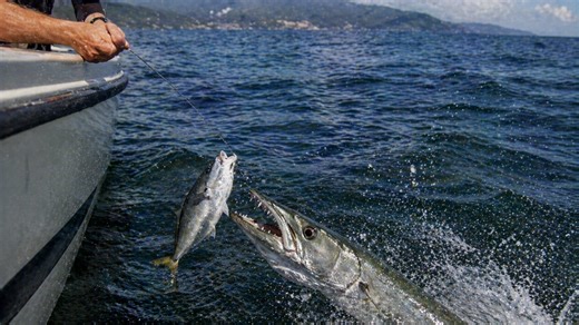 He thought it was safe until a predator came straight for it, caught on camera