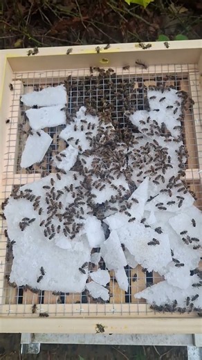 Cape Cod Bees Feasting on Sugar – Fall Feeding
