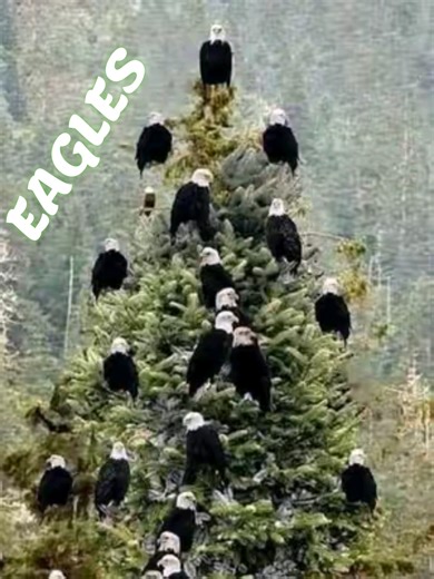 Eagles in Action: Bald and Golden Eagle Hunting Videos