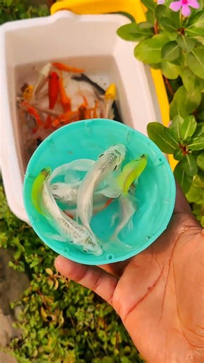 Catch Colorful Ornamental Fish in TinyPond, Mini Koi, PencilFish, FreshwaterBatfish, Discus,Turtle