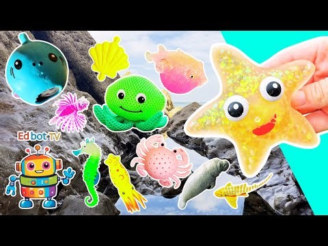 Sea Animal Names | Kids Learn at the Rock Pool: Pufferfish Octopus Starfish Lionfish Turtle Manatee