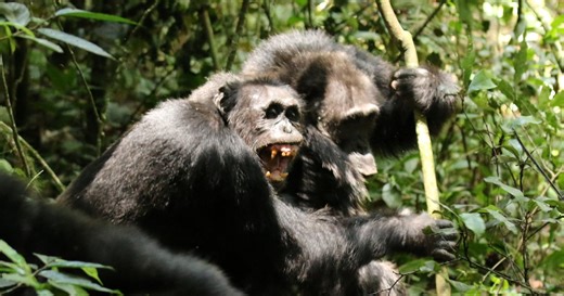 Chimpanzees Turn on Each Other in Brutal Killing Spree