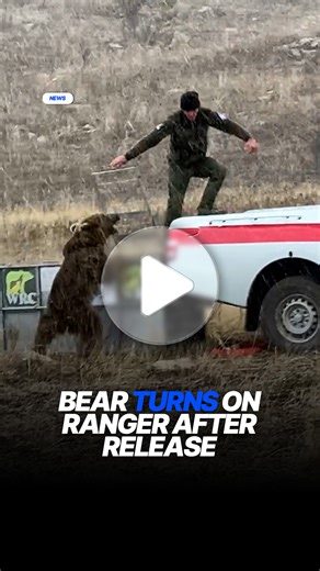 The bear went straight for him 😳 #bear #animals #wildlife | Daily Mail Australia