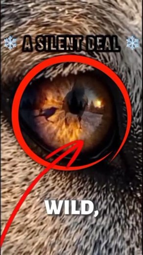 Why Do Crows Follow Wolves? The Secret Wild Alliance Explained 🐺🐦‍⬛
