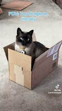 📦🐾 Bumble Is Ready to Move Out! 😂