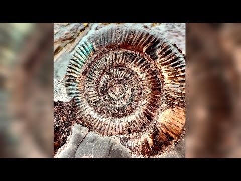 Opening Fossils Sealed Since the Dinosaur Age — Insane Finds!