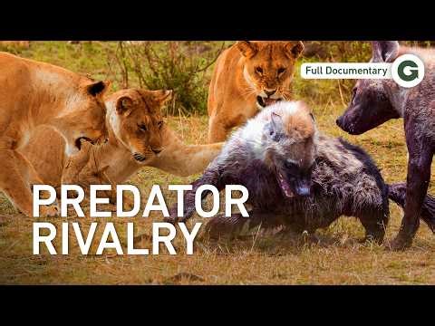 Lions vs. Hyenas: When a Hunting Pride Faces A Massive Hyena Clan | Full Documentary