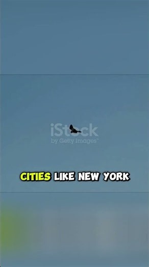 Urban Falcons: Apex Predators of New York & Chicago