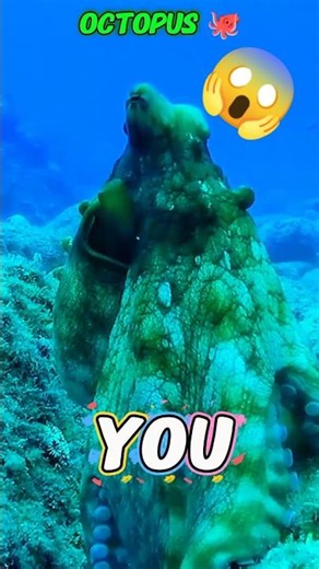 Octopuses Are Real-Life Aliens 😳”