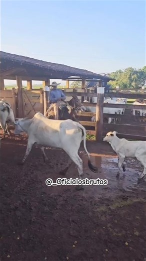 ✅ Today's catch was amazing, cowboy! 😮‍💨👏!! #rancher #bull #farm #horse #cattle #rodeo #agriculture