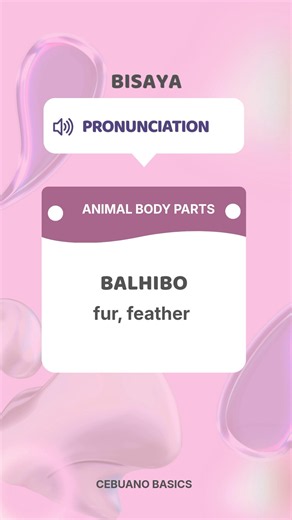 animal body parts - Bisaya Cebuano Vocabulary and pronunciation #pronunciationguide