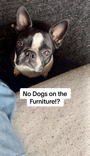 No Dogs on the Furniture? Not When It's a Boston Terrier! 😂