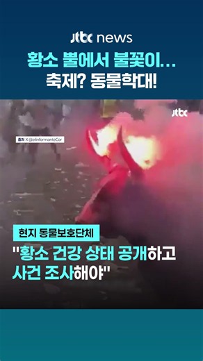 황소 뿔에서 불꽃 '활활'…콜롬비아 전통 행사 '동물학대' 논란 #JTBC #Shorts