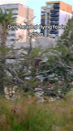 Grey-headed flying fox - the largest of the Australian bats. #flyingfoxbat #pteropuspoliocephalus #wildlifetracking #urbanwildlife #batsflying