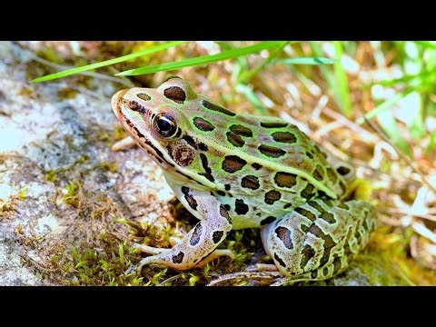 Frogs Desert Rain Frog, Coqui Frog, Glass Frog, Wallace’s Flying Frog, Northern Leopard Frog